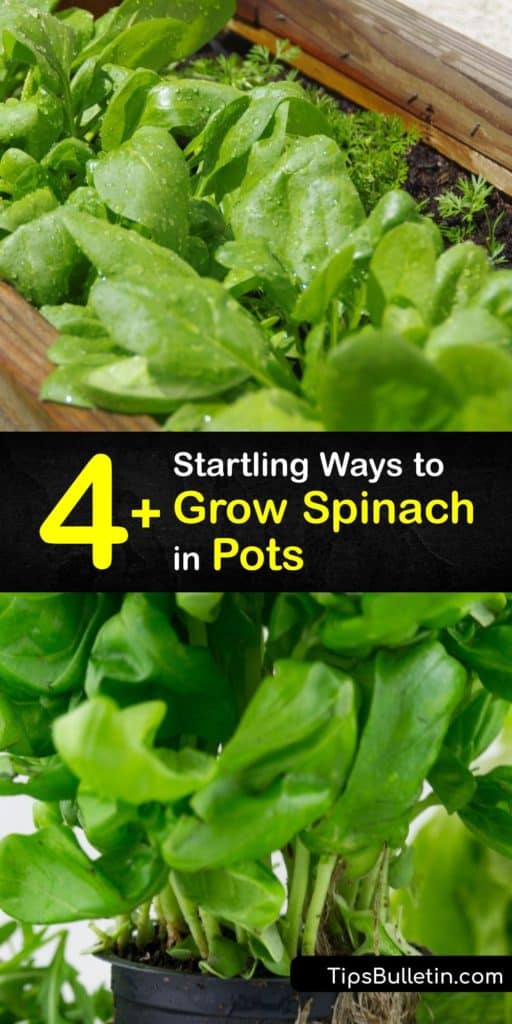 Growing spinach pots is easier than you may think. It's possible to care for a spinach plant with potting mix, organic matter mulch, and cool weather until it reaches maturity. Follow our guide to learn about dealing with aphids and types of spinach to grow. #container #spinach #pots #growing