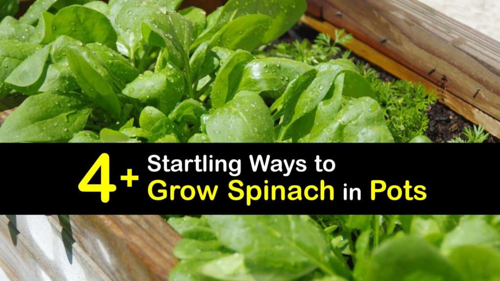 How to Grow Spinach in a Pot titleimg1
