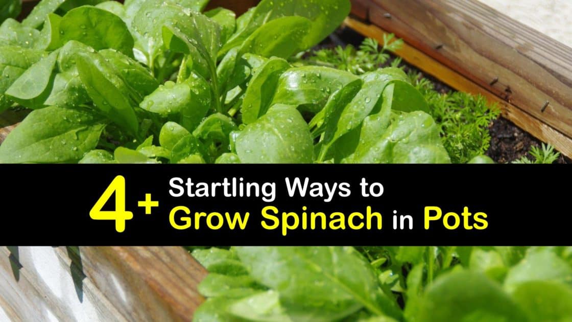Spinach Container Gardening Incredible Tips for Growing Spinach in Pots