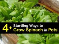 How to Grow Spinach in a Pot titleimg1