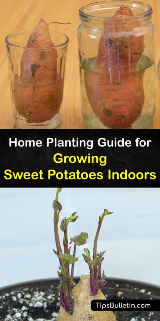 Discover how to grow sweet potatoes. Simply sprout new plants using toothpicks and a glass of water to grow sweet potato slips from grocery store potatoes. Sweet potatoes are nutritious and the sweet potato vine fits in well among houseplants. #grow #sweet #potatoes #indoors