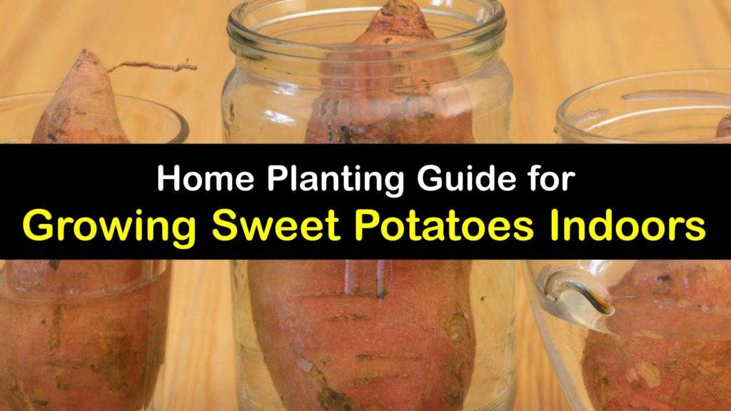 How to Grow Sweet Potatoes Indoors