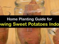 How to Grow Sweet Potatoes Indoors titleimg1