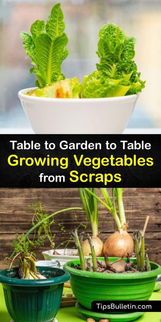 Learn how to produce new plants by regrowing veggies, fruits, and herbs as houseplants or garden plants. It’s easy to regrow cilantro, leeks, bok choy, pineapple, celery, and potatoes from scraps in water and potting soil and enjoy a continuous supply. #growing #vegetable #scraps #regrow