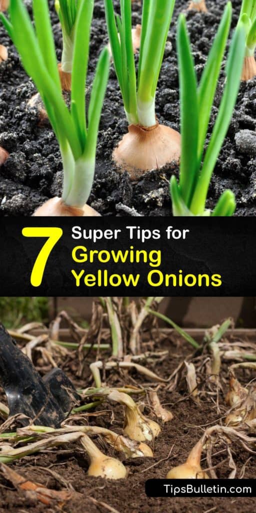 Learn how to grow yellow onions from onion seeds and sets and care for them for a healthy harvest. Since these veggies need cool weather to start growing, planting onions in the early spring is essential to ensure they form bulbs through the warm season. #howto #grow #yellow #onions