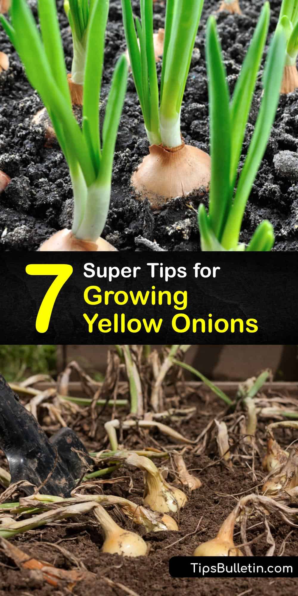 Yellow Onion Growing Smart Ways of Planting Yellow Onions