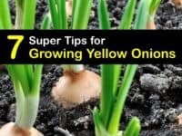 How to Grow Yellow Onions titleimg1