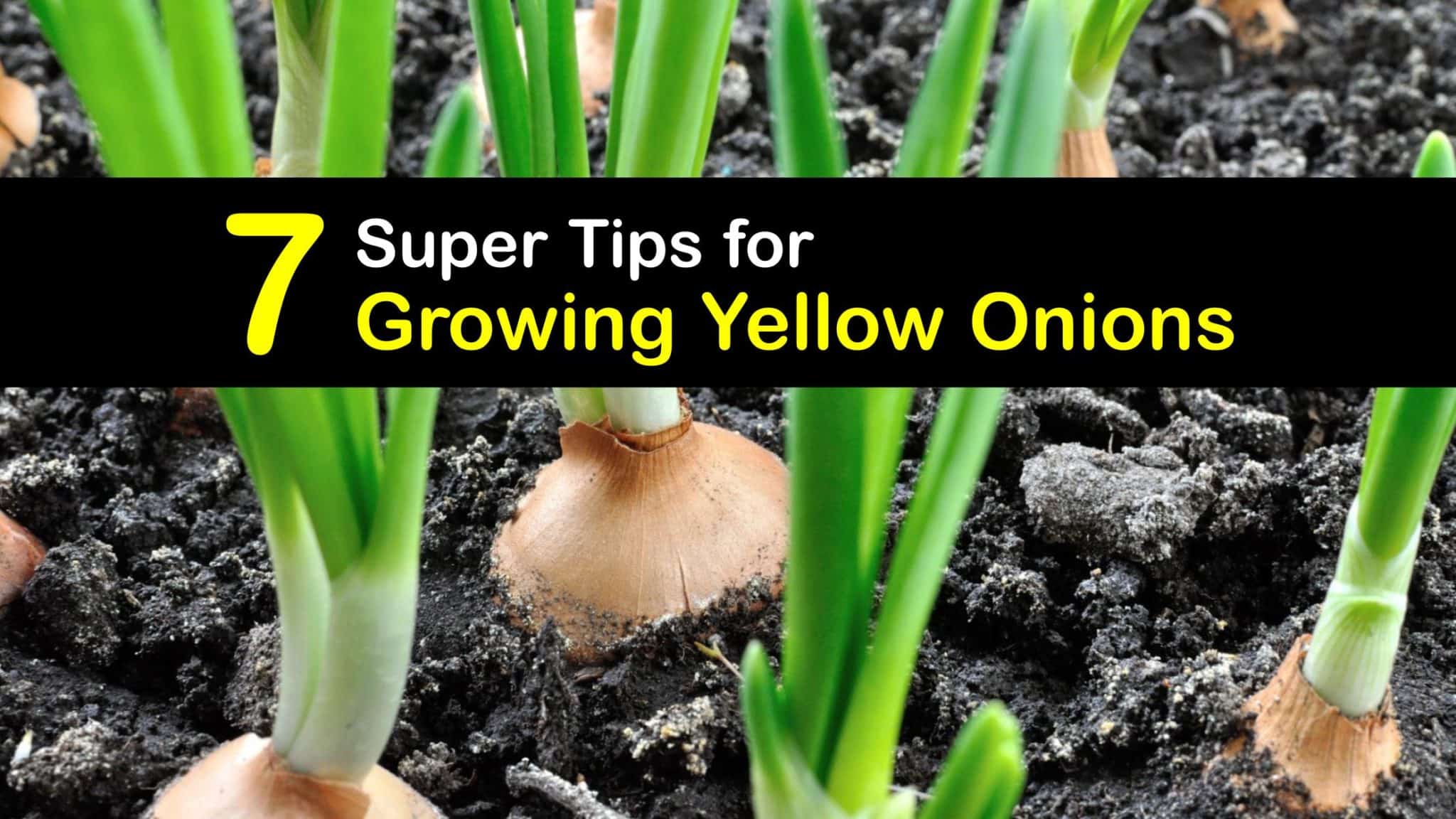 Yellow Onion Growing Smart Ways of Planting Yellow Onions