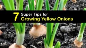 How to Grow Yellow Onions titleimg1