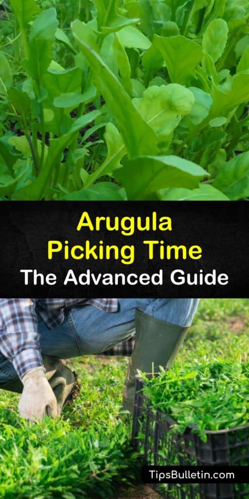 Growing arugula is a perfect cool-season project. Plants seeds in the cool weather of early spring in a spot receiving full sun. Provide care and avoid pests like flea beetles to grow arugula and harvest delicious arugula leaves or the entire plant. #harvest #arugula