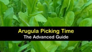 How to Harvest Arugula titleimg1