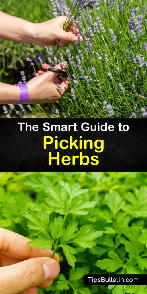 Thanks to their essential oils, culinary herbs like oregano, chamomile, and tarragon add delicious flavors to some of our favorite meals. Learning how to grow and dry herbs is simple with our tips, and you'll never run out of delicious herbs to cook with. #harvest #herbs