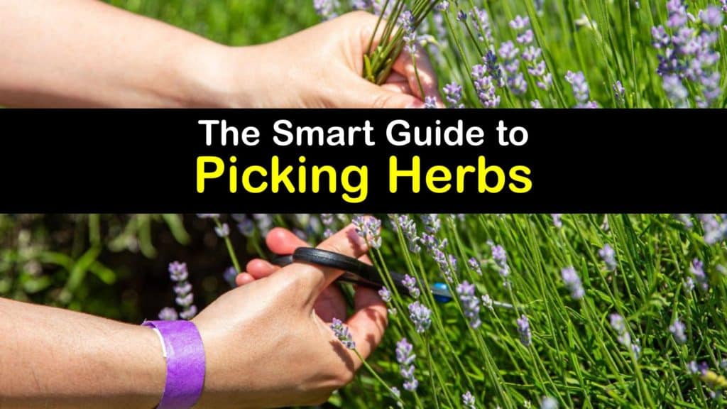 How to Harvest Herbs titleimg1