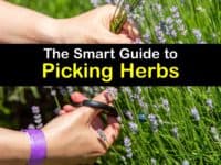 How to Harvest Herbs titleimg1