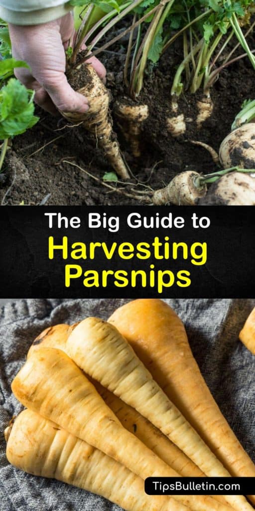 Discover how to plant parsnip seeds in early spring, care for them through the long growing season, and enjoy delicious parsnip roots into their second year. Like turnips and radishes, parsnips (Pastinaca sativa) are tasty root vegetables that are easy to grow at home. #harvest #parsnips