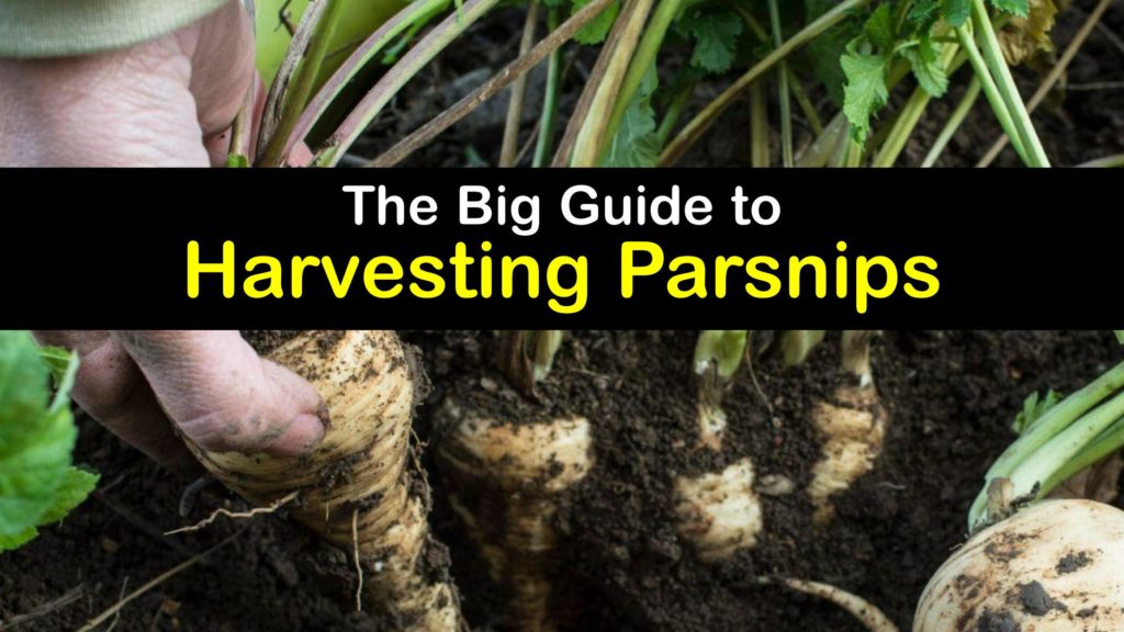 How to Harvest Parsnips titleimg1