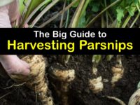 How to Harvest Parsnips titleimg1