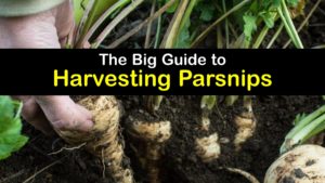 How to Harvest Parsnips titleimg1