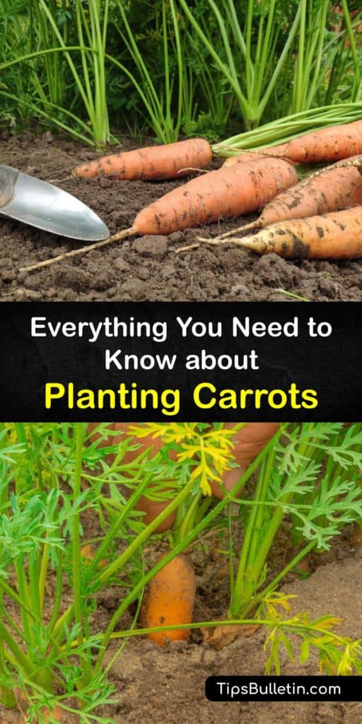 Learn to plant carrots like the Danvers, Nantes, Imperator, or Chantenay in early spring in your raised bed, container, or garden. Selecting a site with full sun, watering regularly, and using mulch to help the soil stay moist gives a large harvest of tasty carrots. #planting #carrots