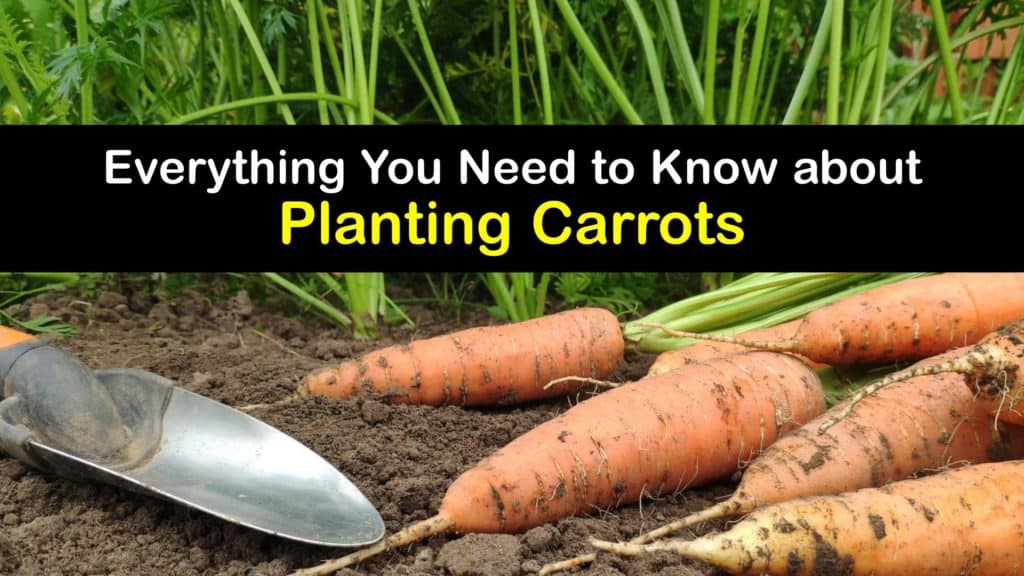 How to Plant Carrots titleimg1