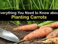 How to Plant Carrots titleimg1