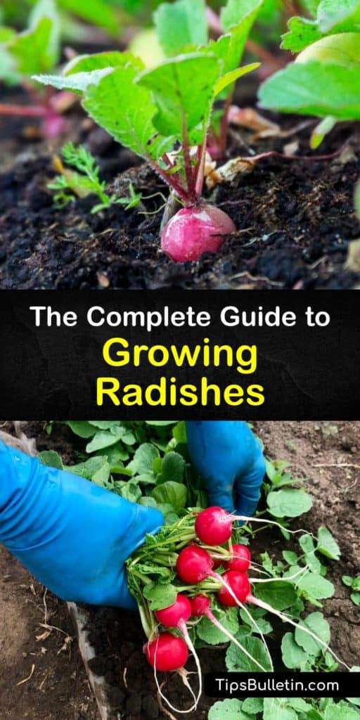 Learn how to plant radishes using radish seeds. Follow the correct spacing to grow Raphanus sativus, including winter radishes or cool weather radishes. Avoid pests like flea beetles and water weekly to prevent bolting, avoid pithy root vegetables and preserve flavor. #plant #radishes