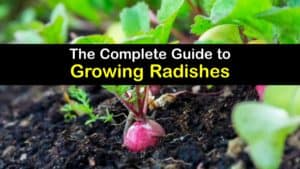 How to Plant Radishes titleimg1