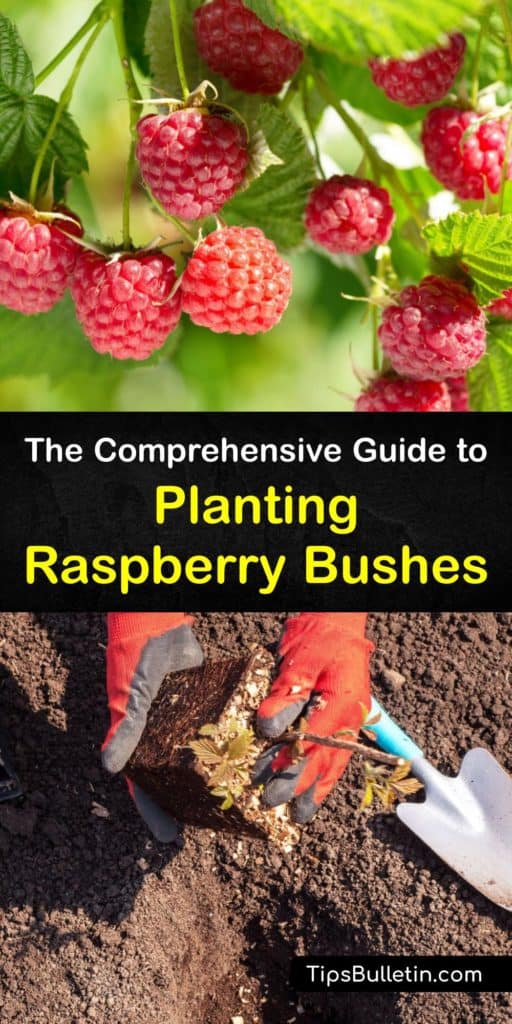 Learn how to grow raspberries from seeds, cuttings, and bare-root plants and harvest berries during the second growing season. Raspberries need full sun and rich soil with organic matter, and growing them with a trellis keeps the new canes off the ground. #howto #plant #raspberries