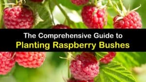 How to Plant Raspberries titleimg1