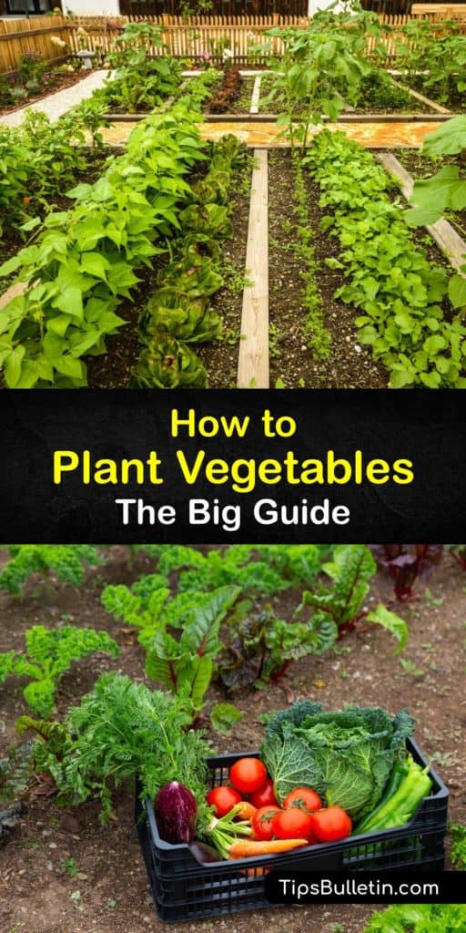 Buy seed packets and plant vegetables like summer squash in your backyard or raised beds this growing season. Provide a trellis and proper spacing, enrich your garden soil with organic matter and mulch, and keep up with weeding for a huge harvest of fresh veggies. #plant #vegetables