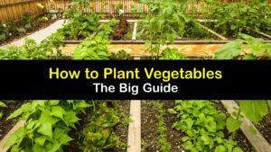 How to Plant Vegetables titleimg1
