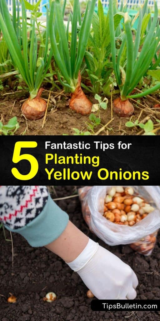 Plant onion sets or onion seeds in early spring in a full sun location and care for them through the growing season. When planting onion seeds, select the right type for your area such as long-day or day-neutral to ensure they form bulbs and yield a big harvest. #how #plant #yellow #onions