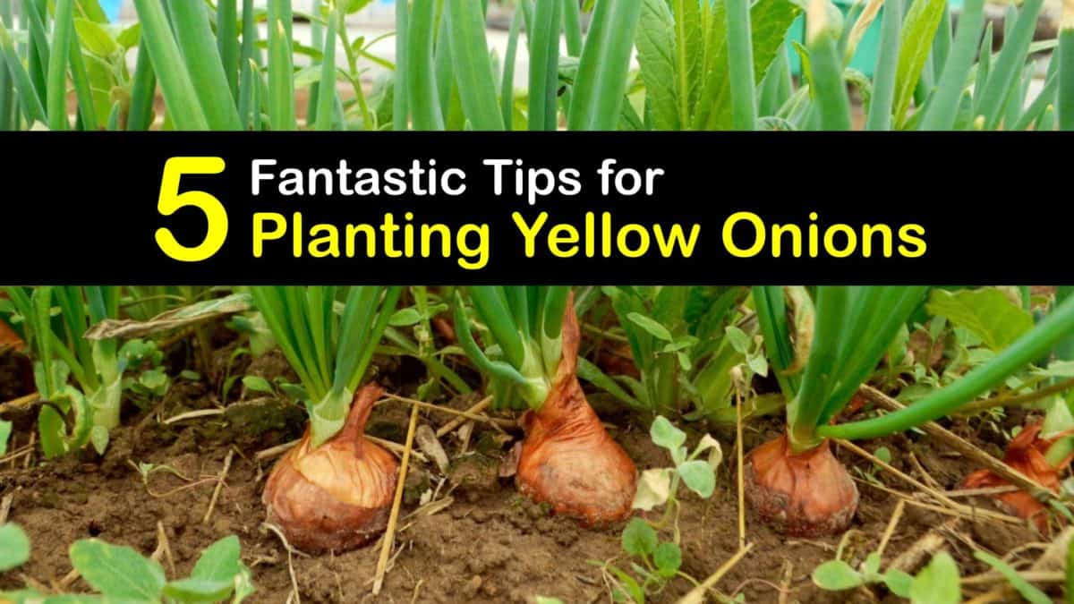 Growing Yellow Onions Smart Tips for Planting Yellow Onions