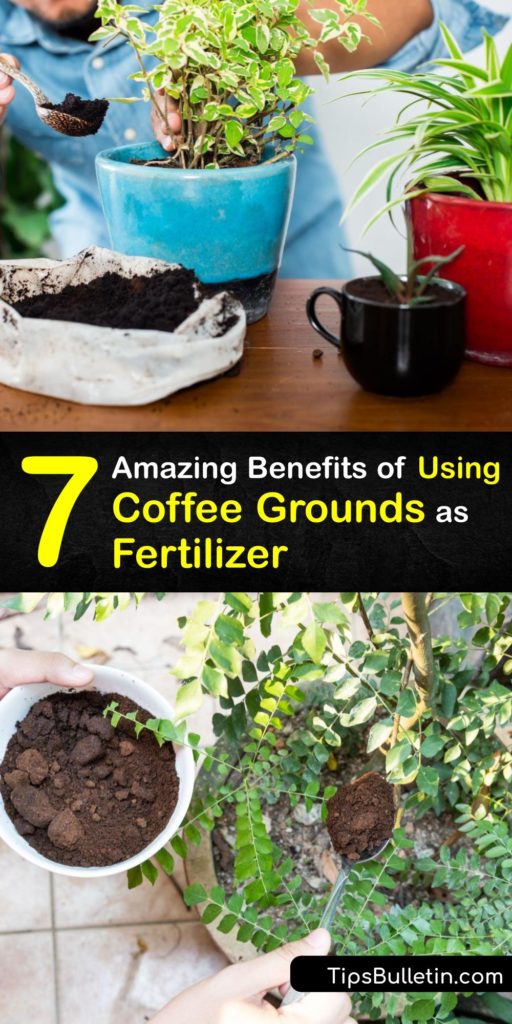 Learn ways to use fresh coffee grounds and spent coffee grounds to feed your favorite plant. Coffee grounds are beneficial to houseplants, garden plants, and acid loving plants, and it’s easy to feed your plants by adding grounds to the soil or compost pile. #fertilize #plants #coffee #grounds