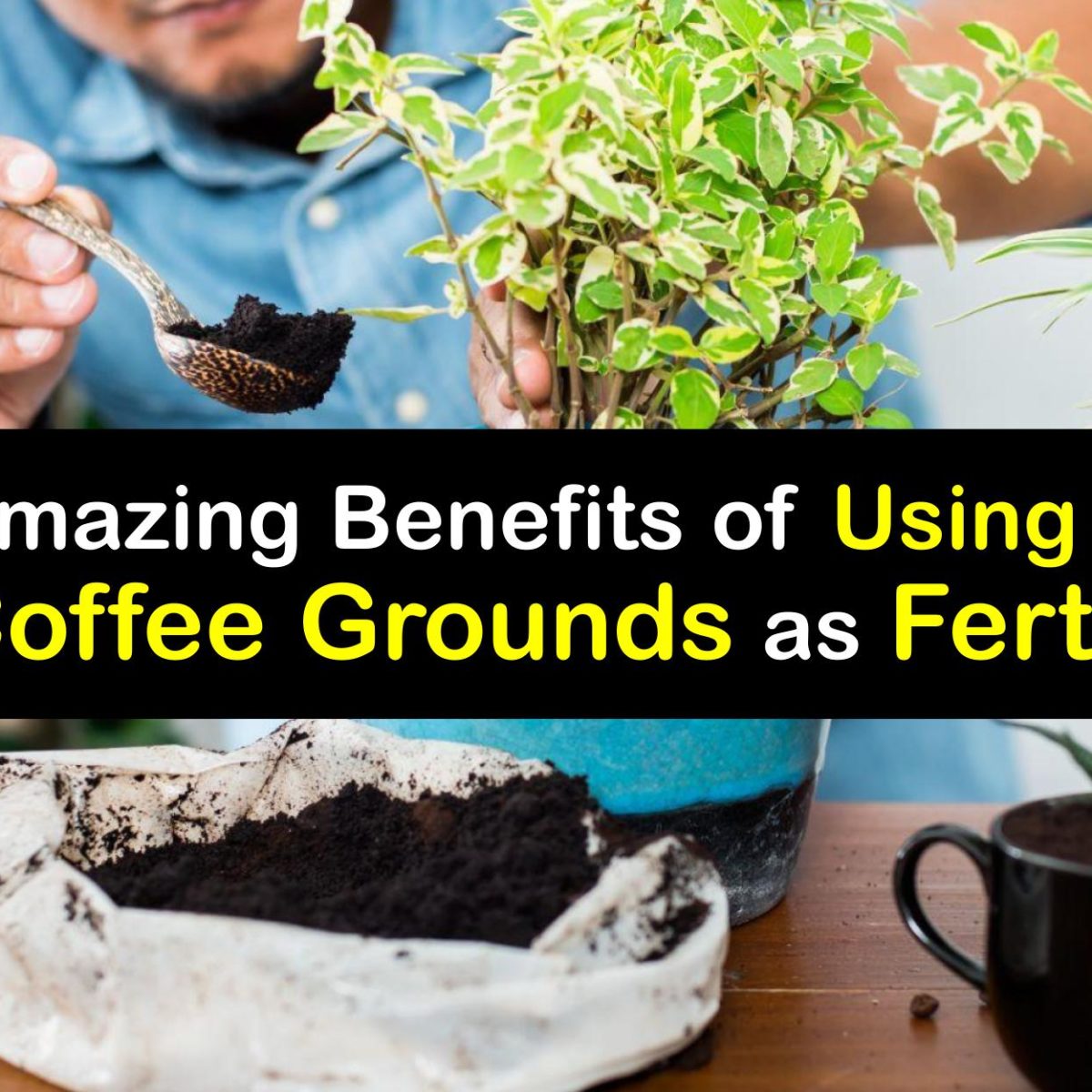 fertilizing plants with coffee grounds
