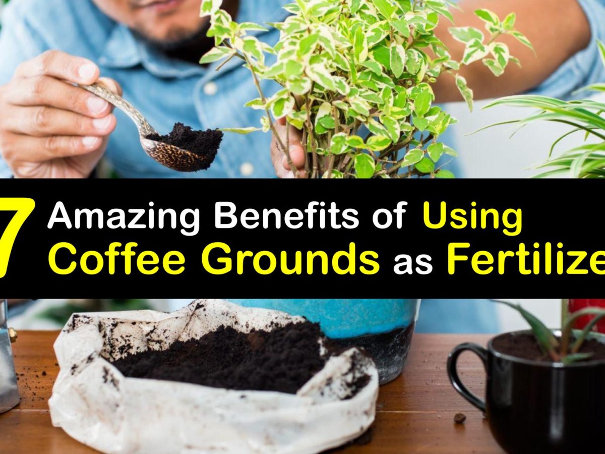 Fertilizing with Coffee Grounds - DIY Coffee Ground Fertilizer