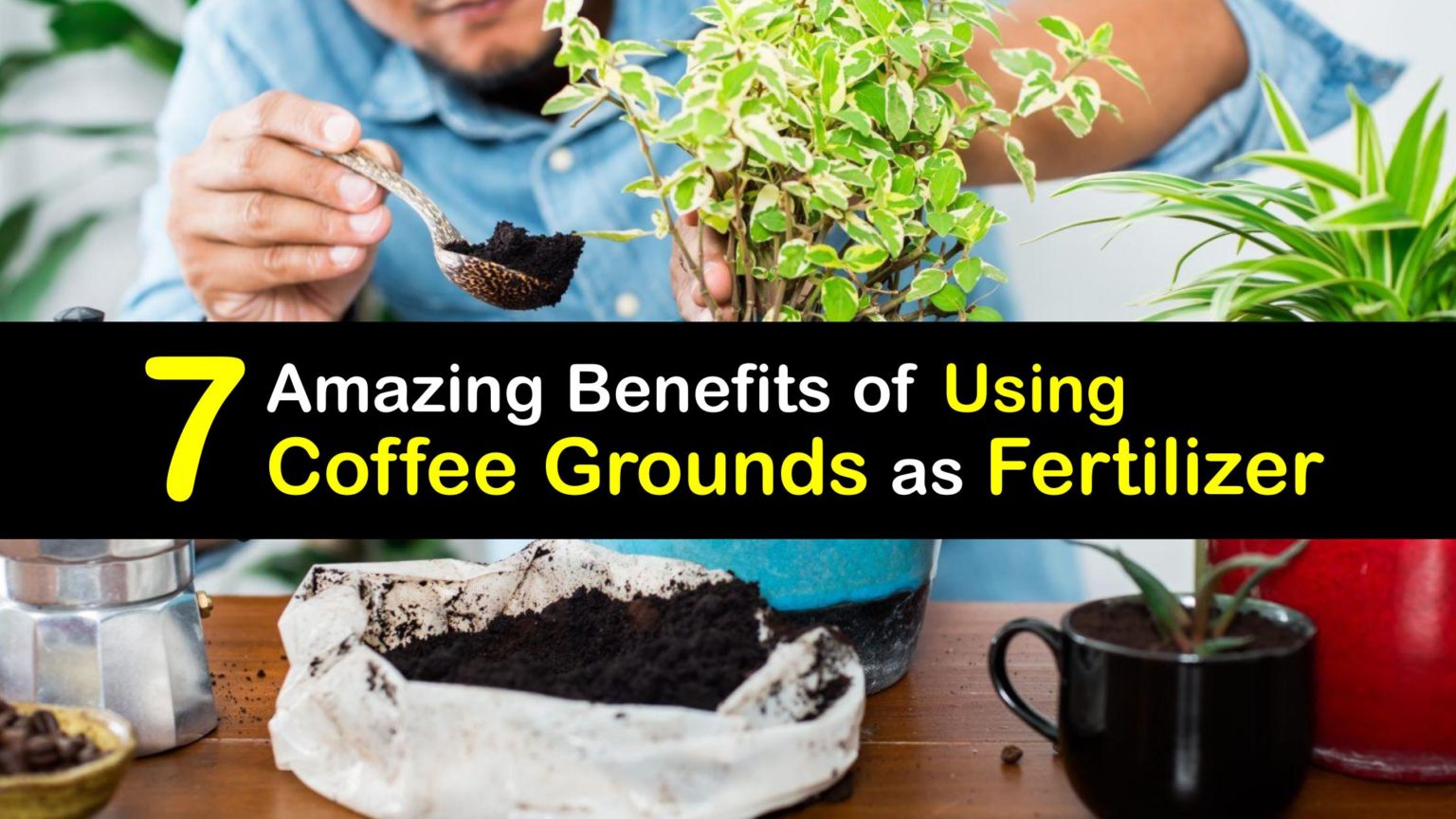 Fertilizing with Coffee Grounds DIY Coffee Ground Fertilizer