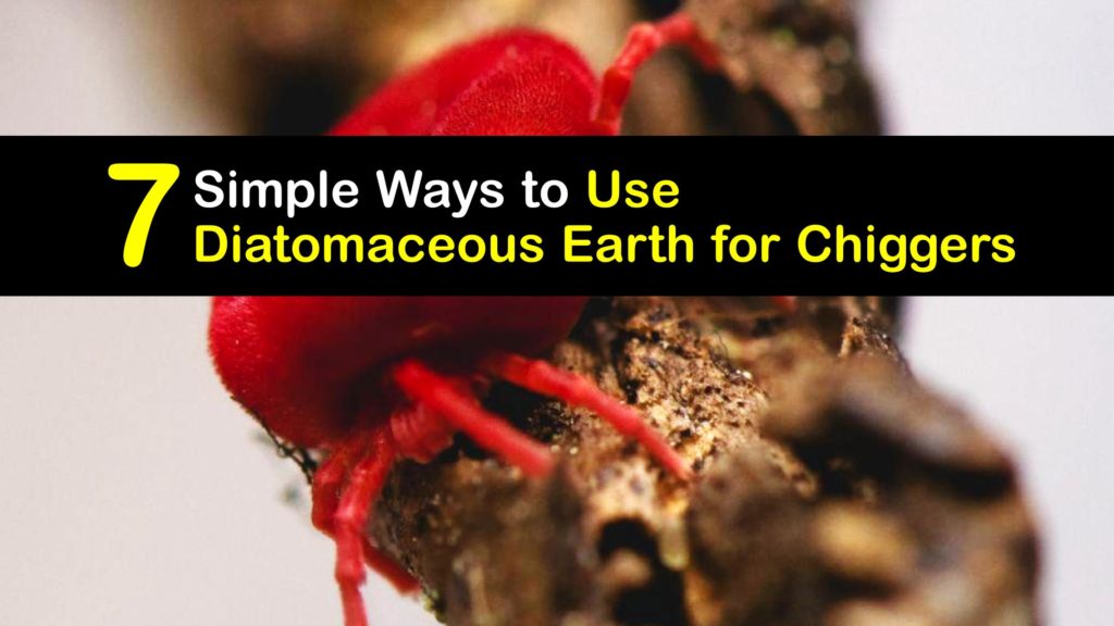 How to Use Diatomaceous Earth for Chiggers titleimg1