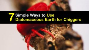 How to Use Diatomaceous Earth for Chiggers titleimg1