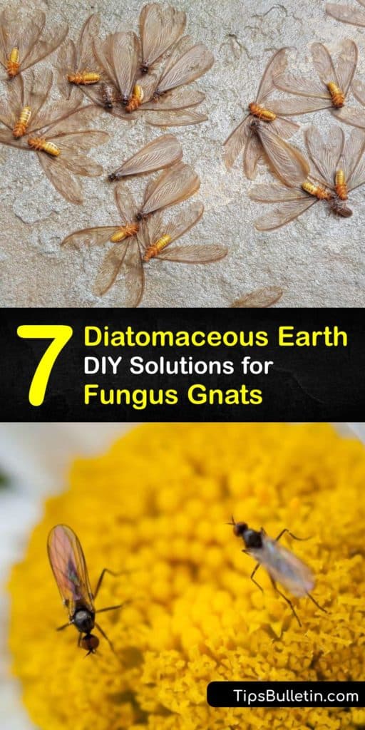 Discover how to remove adult fungus gnats and fungus gnat larvae from the potting soil in your indoor plant, your kitchen, backyard, and more. Target adult gnats, eggs, and larvae with diatomaceous earth, a DIY sticky trap, Mosquito Bits, and more. #diatomaceous #earth #fungus #gnats