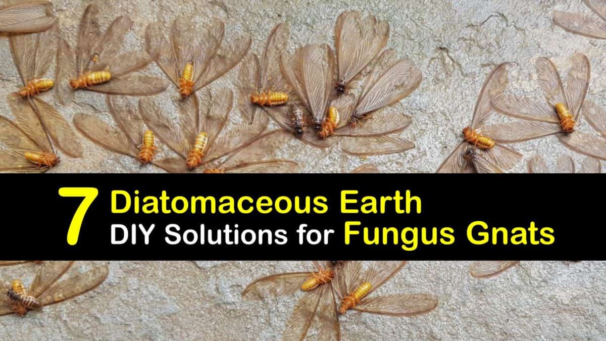 Diatomaceous Earth for Fungus Gnats Eliminate Fungus Gnats with DE