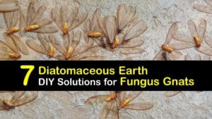 How to Use Diatomaceous Earth for Fungus Gnats titleimg1