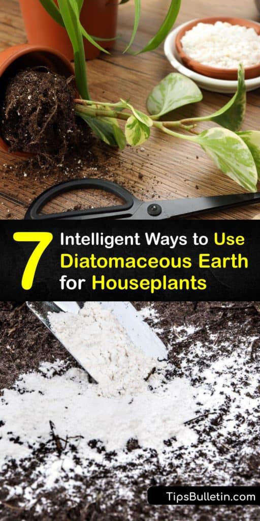 Learn to use diatomaceous earth on your indoor plant potting soil to remove gnats and fungus gnat larvae. Diatomaceous earth removes pests attracted to your houseplant soil and improves its quality so your potted plant thrives. #diatomaceous #earth #houseplants