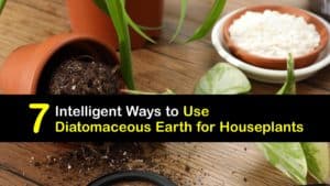 How to Use Diatomaceous Earth on Houseplants titleimg1
