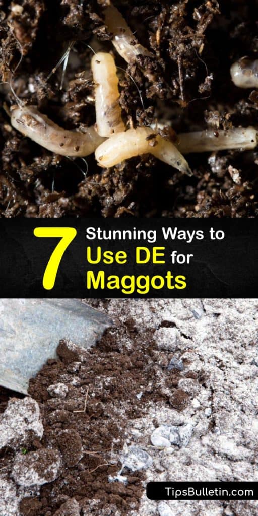 If you're dealing with flies or fly maggots around your home, sprinkle food grade diatomaceous earth to quickly kill these pests. Treat a maggot infestation in your worm bin, trash can, and around potted plants using DE for safe and natural pest control. #maggots #diatomaceous #earth