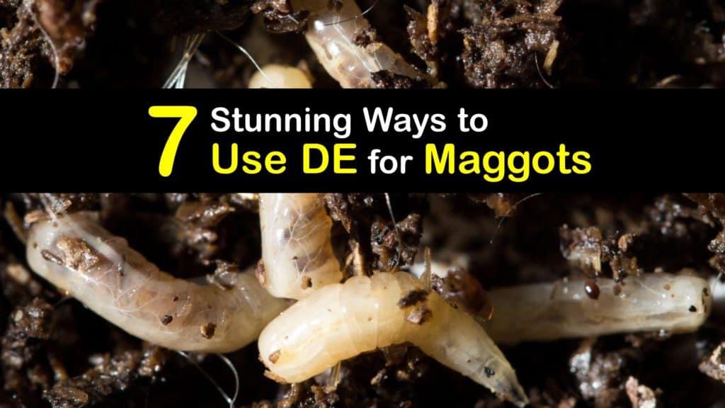 How to Use Diatomaceous Earth for Maggots titleimg1