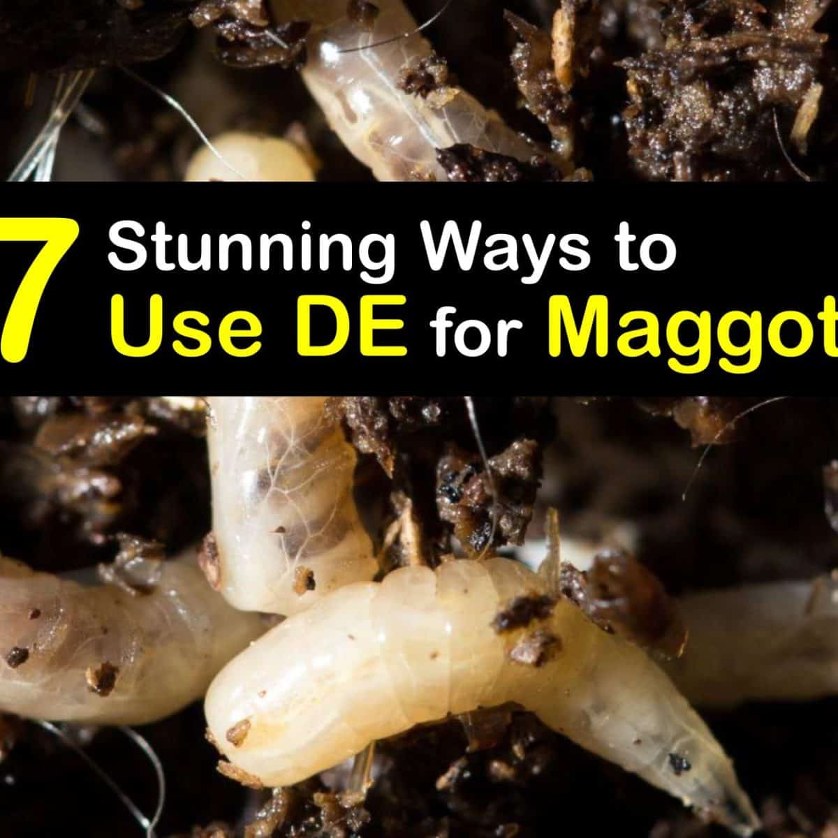 termite maggot like worms in house - Supersized Blogger Image Bank