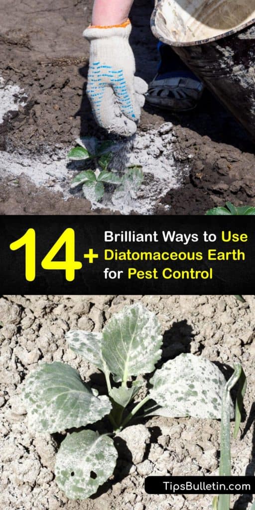 Discover how to use food grade diatomaceous earth powder (DE powder) for organic pest control. Apply DE powder to potted plants or around the house to control pests and eradicate crawling insect populations without harming beneficial insects. #diatomaceous #earth #pest #control