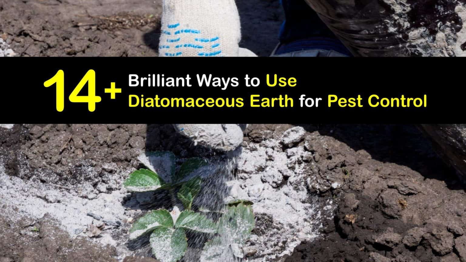 Image showcasing Natural Pest Control - Using Diatomaceous Earth for Bugs