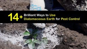 How to Use Diatomaceous Earth for Pest Control titleimg1